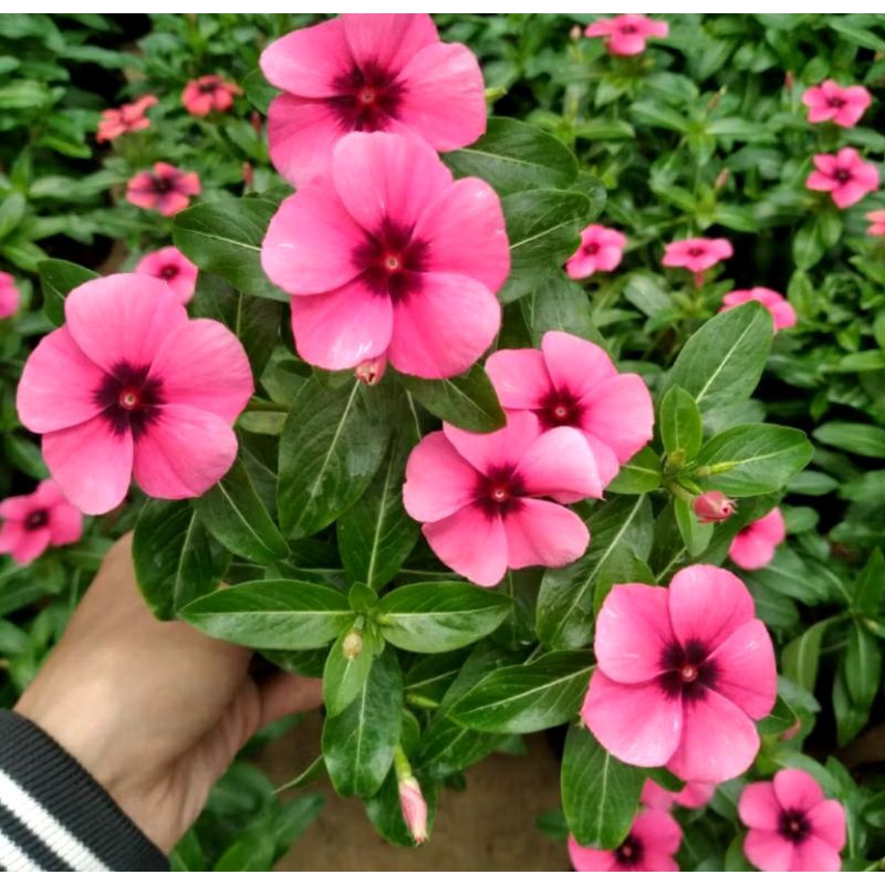 Tanaman hias bunga vinca juntai / tapak dara import