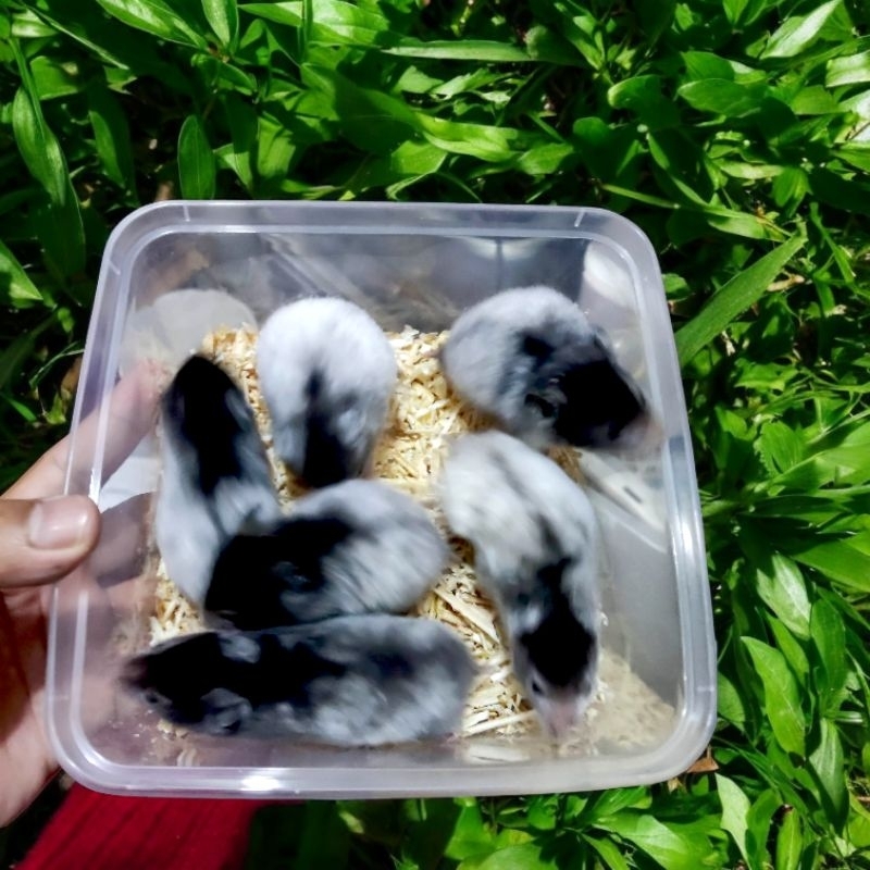 Hamster Syrian Roan lucu dan jinak