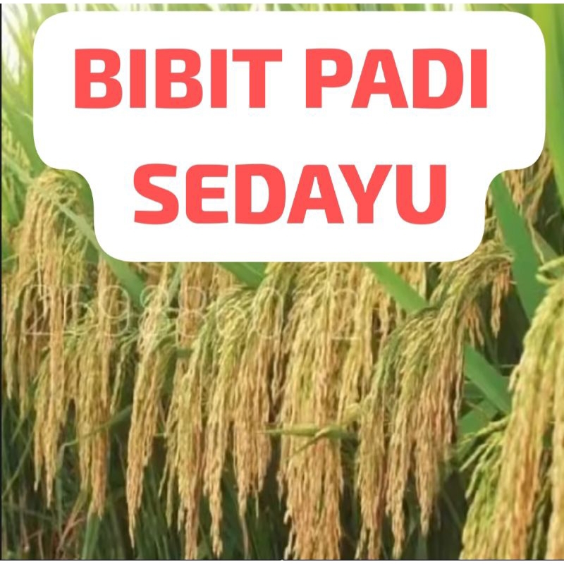 BIBIT PADI SEDAYU                           Kemasan 1 Kg