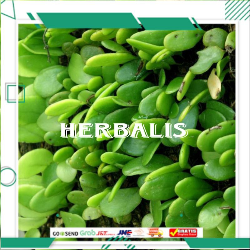 

200gr daun picisan/daun sisik naga segar fres siap untuk digunakan