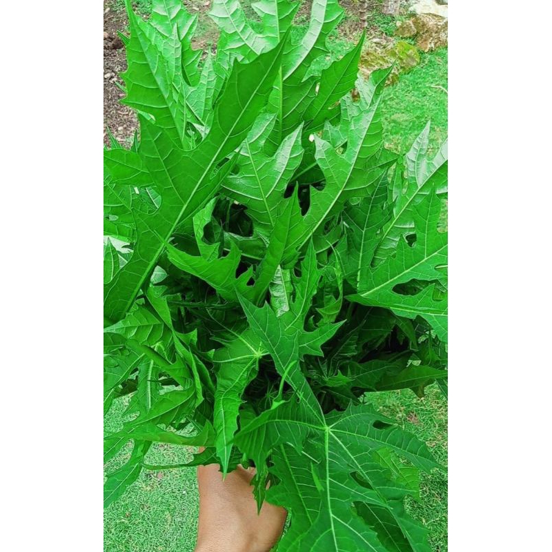 

DAUN GEDI/DAUN PEPAYA JEPANG segar 500gr