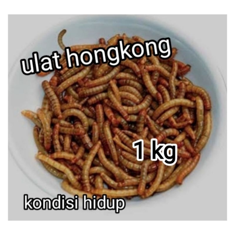 ulat hongkong 1kg