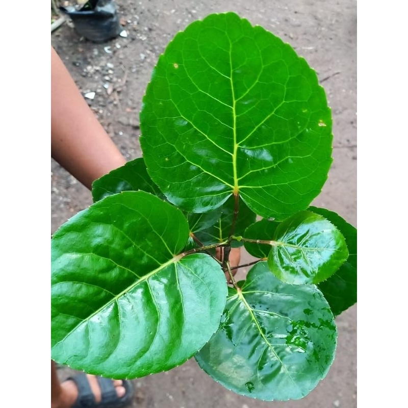 

DAUN MANGKOKAN / DAUN BABANDOTAN SEGAR FRESH DIPETIK BY ORDER BERAT 100gr