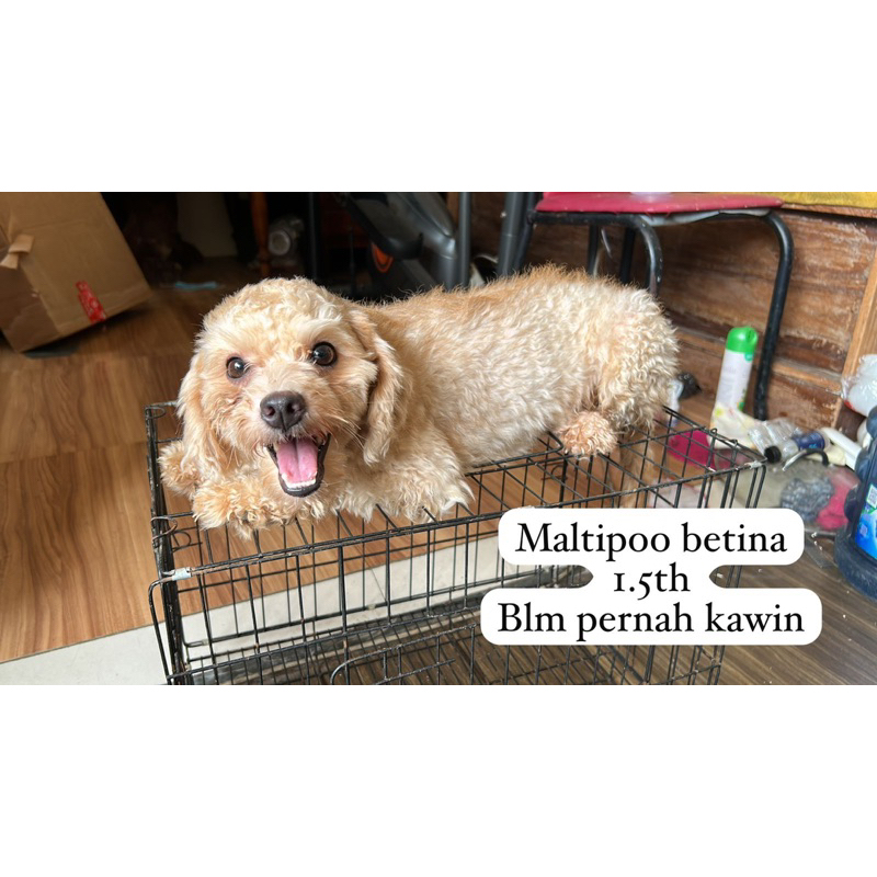 maltipoo betin