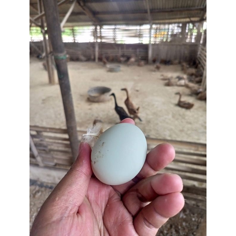 

Telur Bebek Segar Mentahan