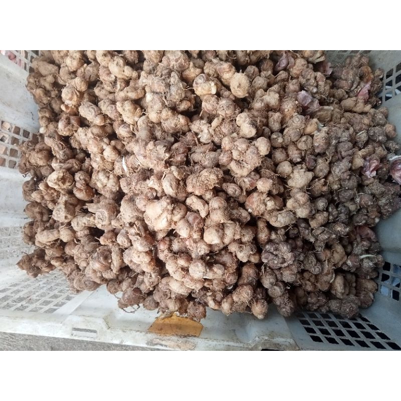 

KENCUR BUMBU SEBLAK FRESH - 1 KG