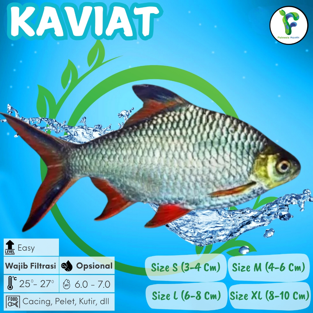 Ikan Hias Aquascape Kaviat/Kafiat/Kapiat Hitam/Hijau