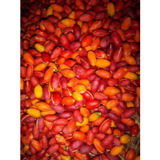 

MURAH kulit melinjo (Tangkil) fresh 1 kg