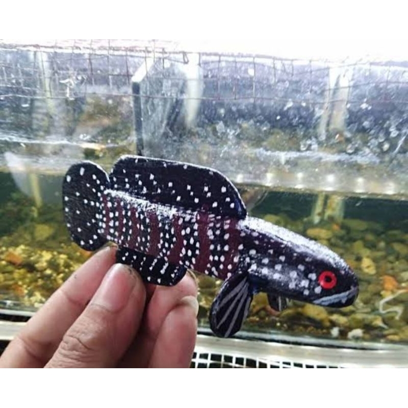 patung blue pulchra red spot channa bahan mantap replika