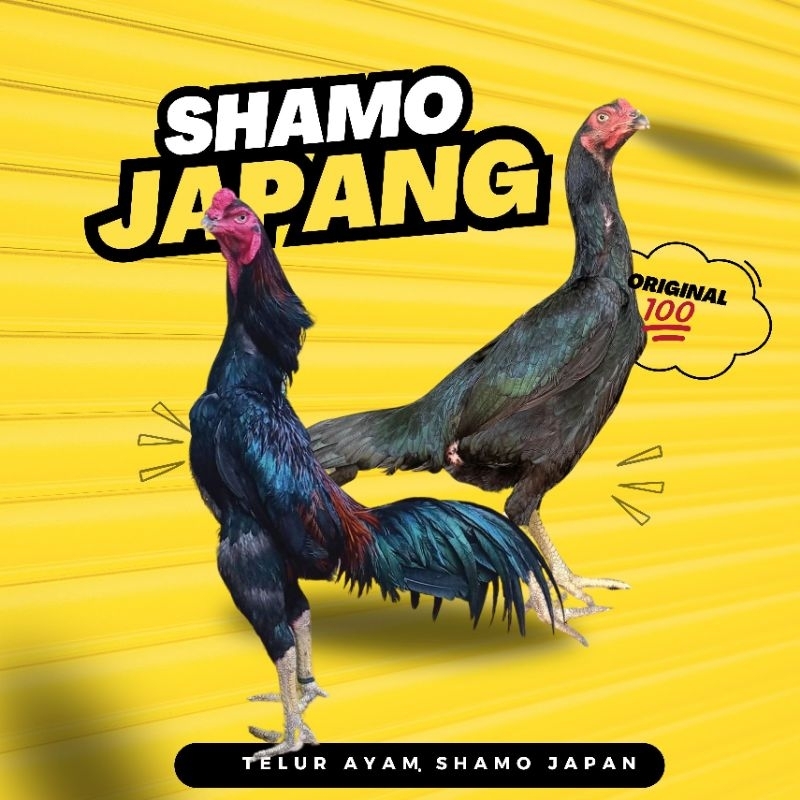 

Telur ayam Shamo Japang petil 100% original siap tetas