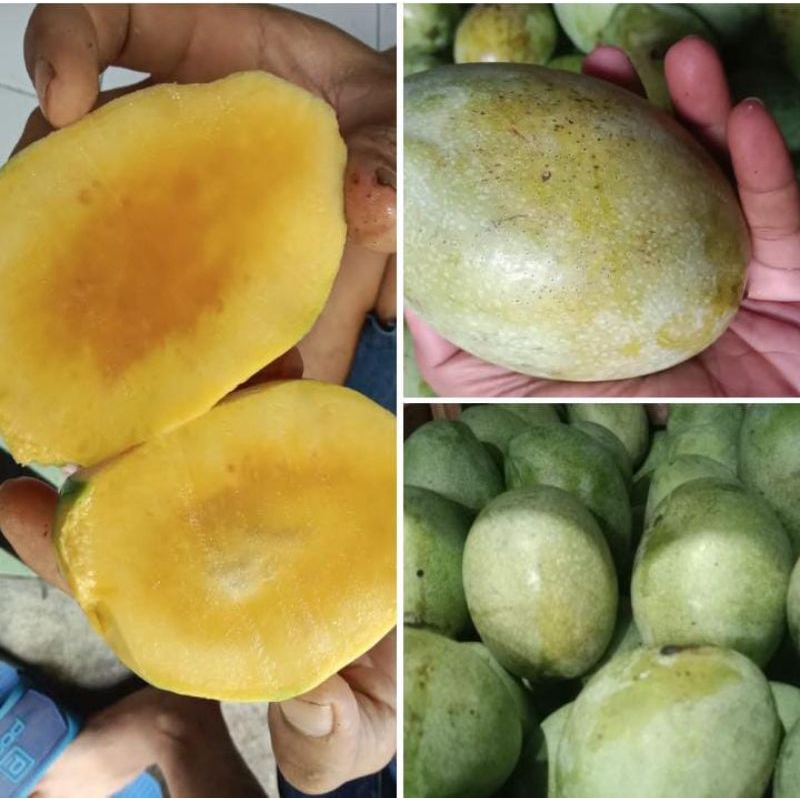 

Buah Mangga Manis 1kg