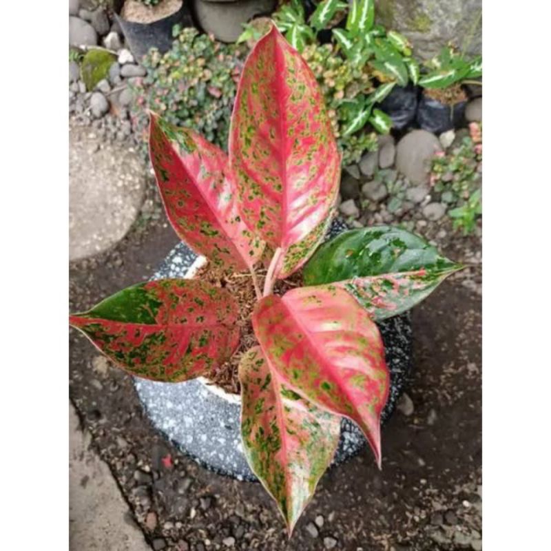 (INYONG PLANT) AGLONEMA SERENA