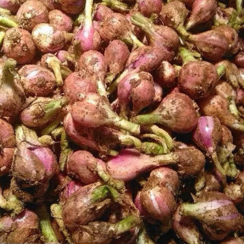 

Bawang Merah Sumenep Super 250 Gram 500 Gram 1 Kg Buat Bawang Goreng