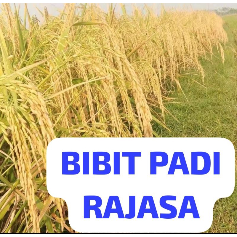 BIBIT PADI RAJASA                       Kemasan 1 Kg