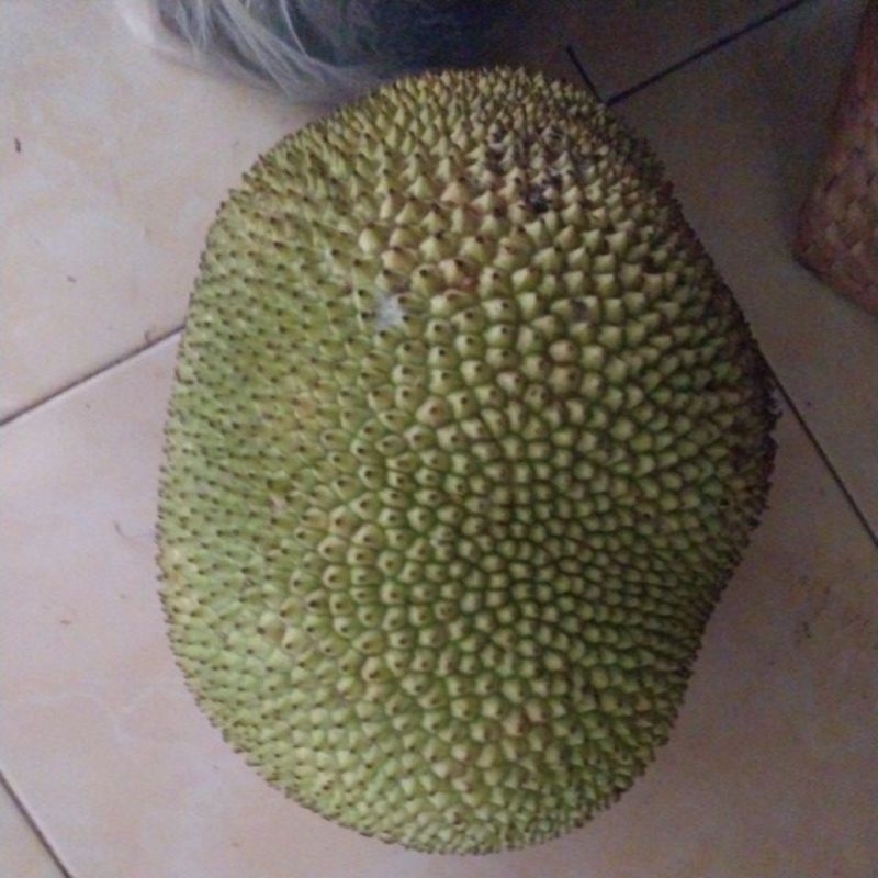 

Nangka muuanis