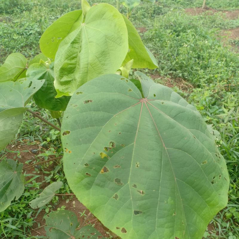 

B001 - Daun Waru Segar Fresh Obat Herbal Tradisional TBC dan Paru