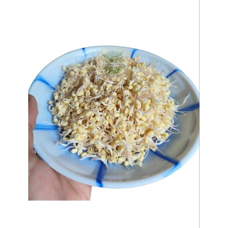 

TOGE FRESH PREMIUM / TOUGE / KECAMBAH / CAPAR ISI 100g