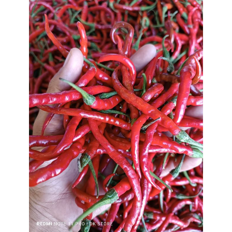 

Cabai / Cabe Merah Keriting 500gr Fresh || Cabe Murah