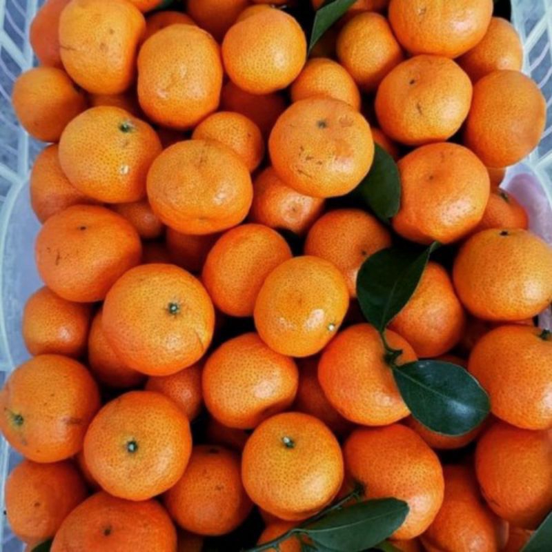 

Jeruk Santang 1 Kg pengiriman luar kota spx,jne,j&t