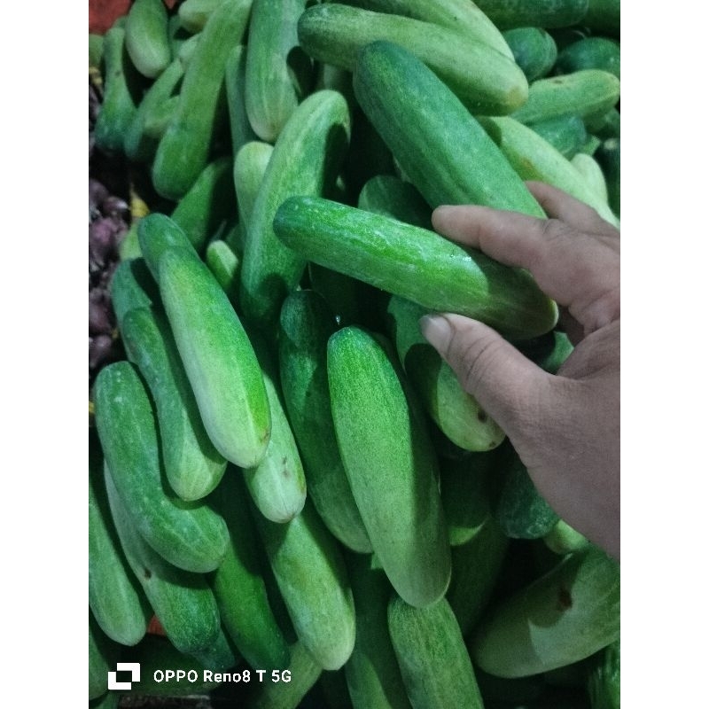 

Timun hijau segar lalap500grm