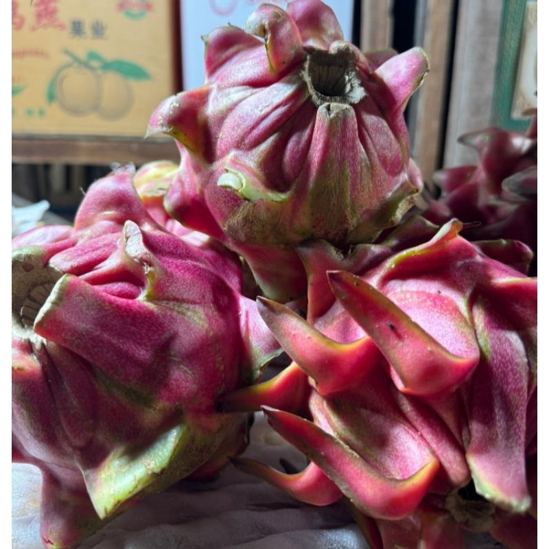 

Buah Naga Merah