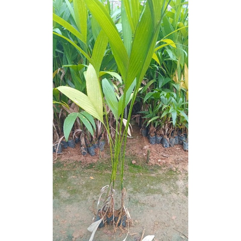 

bibit pinang