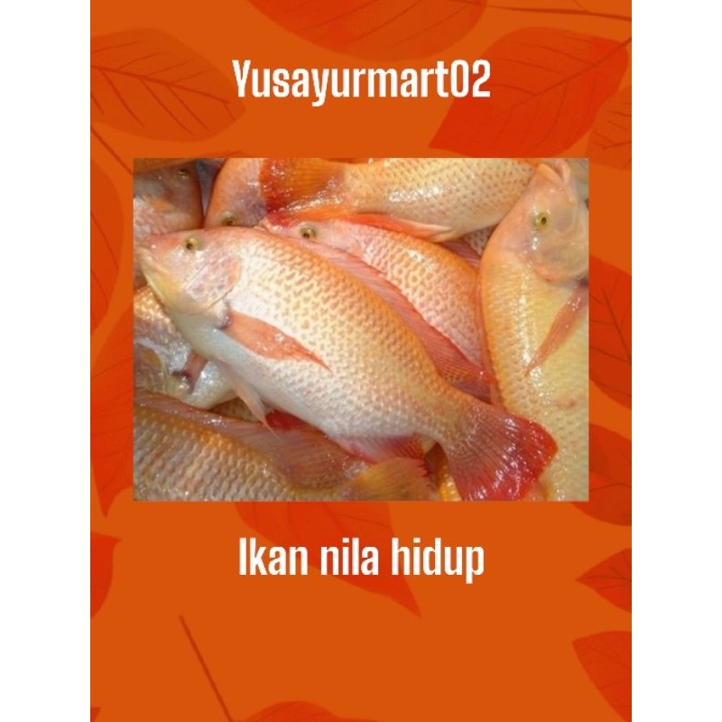 

ikan nila hidup