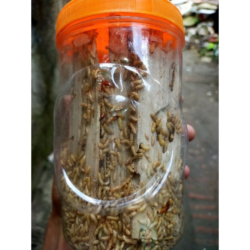 PROMO‼️ POA/RENGAS/NONOL/SAMPERO/RAYAP BErsih 35GR UMPAN MEMANCING