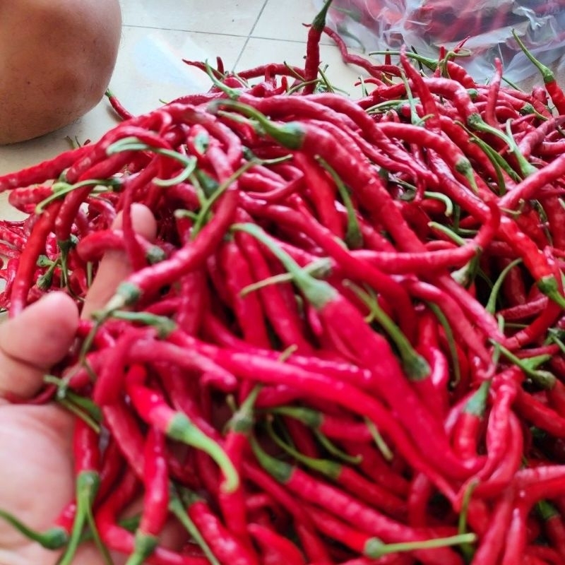 

Cabe merah|cabe keriting|lombok keriting segar Banyuwangi 500gram
