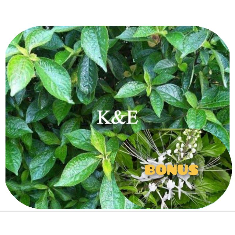 

Daun keji beling segar/daun pecah beling 1kg BONUS daun kumis kucing