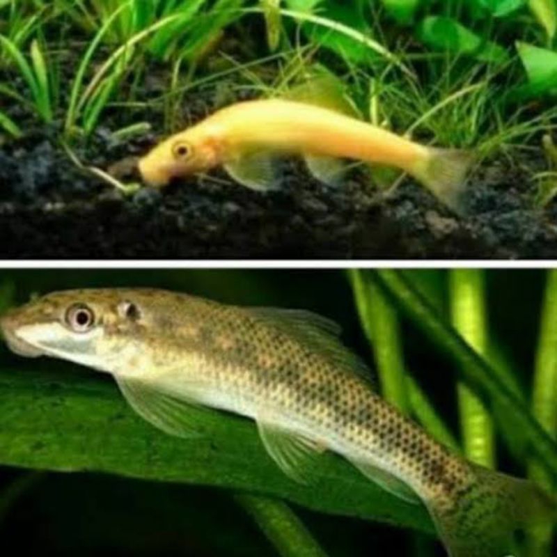 

stiker CAE alga eater hiasannya aquascape algae aquarium