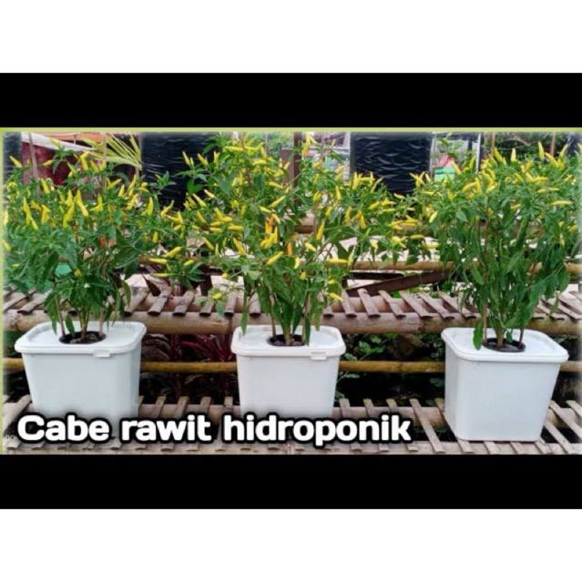 PR Hoponik Dutch Bucket Box Hoponik 8L System Dutch Bucket