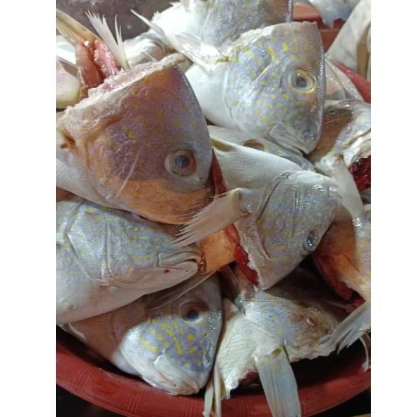 

kepala ikan kakap fresh