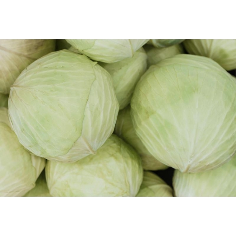 1 kg Kubis Fresh Segarr/Kubis kualitas Terbaik/Kubis Termurah.