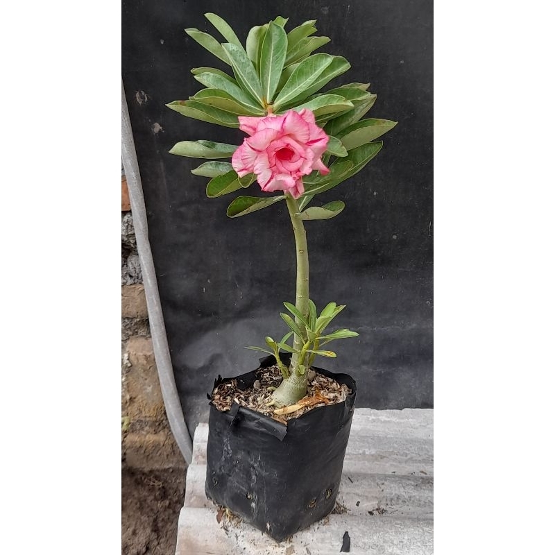Paket bunga adenium ori tumpuk dan grafting
