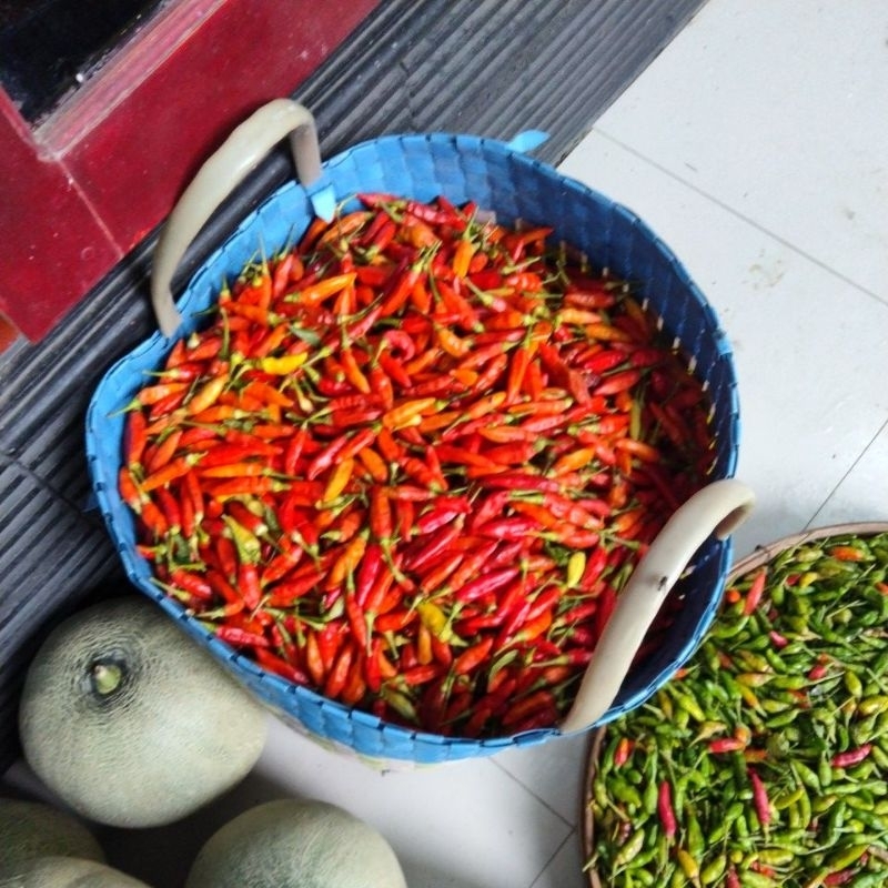 

lombok sret ori, lokal, trucuk