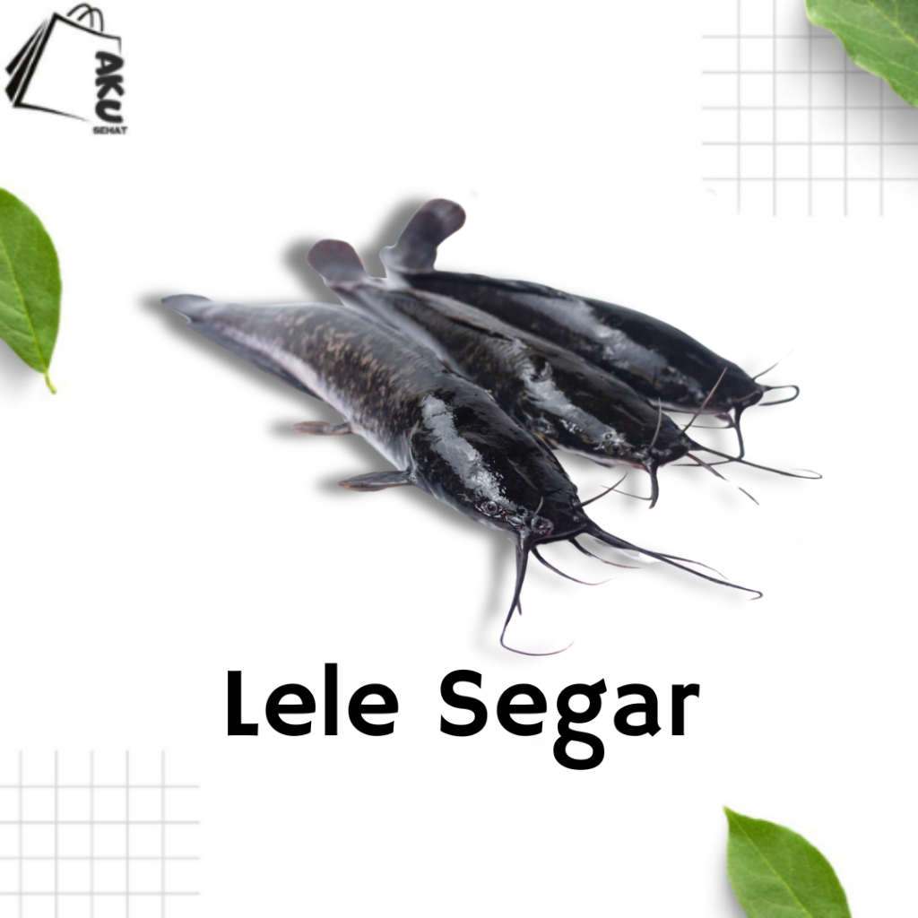 Ikan Lele Segar / ikan lele / lele segar / Sidoarjo Surabaya