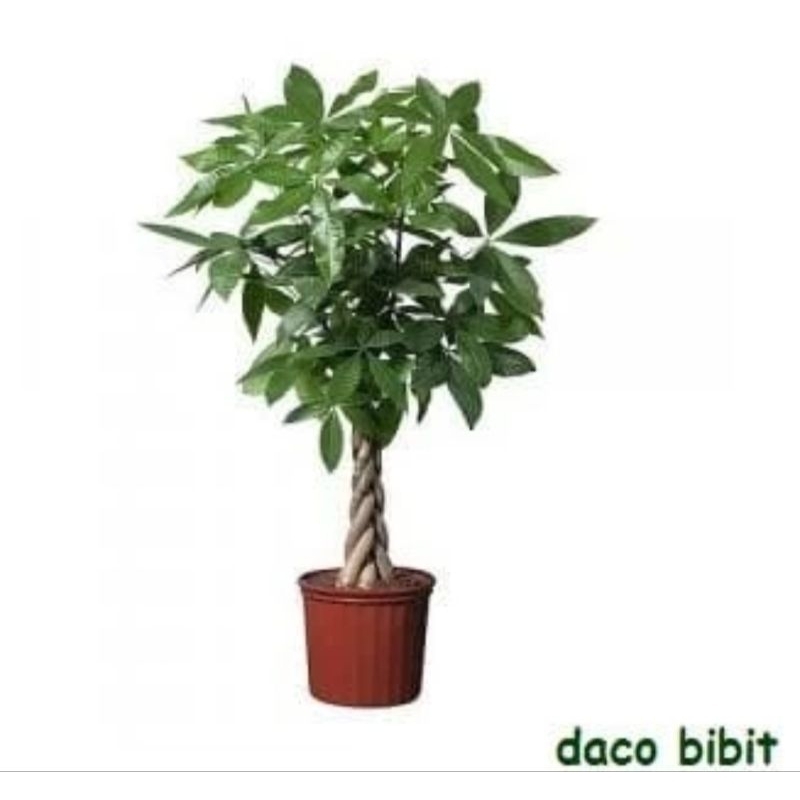 Tanaman Pachira Pohon rejeki Pohon uang Pohon Kepang