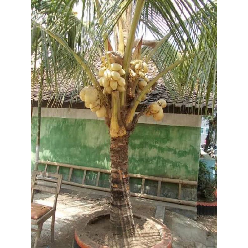 Bibit Kelapa Gading Kuningan Pendek