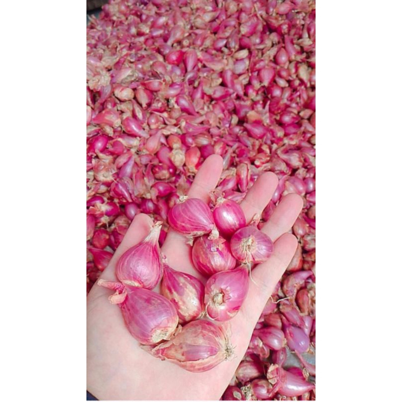 

Bawang Merah 1 Kg kecil dan sedang//segar