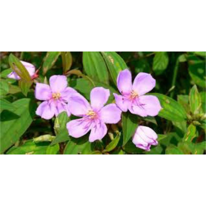 

daun harendong bokor 500 grm