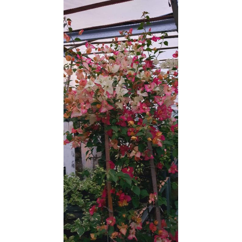 stek batang bougenville import Sufia India batang besar