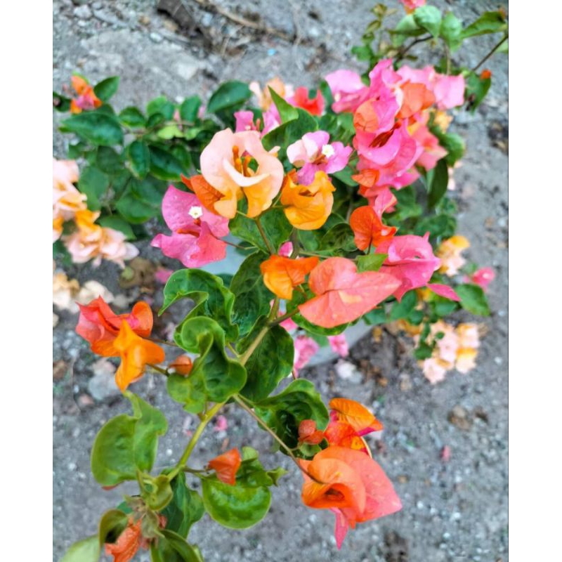 Stek Batang Bougenville import Srikandi