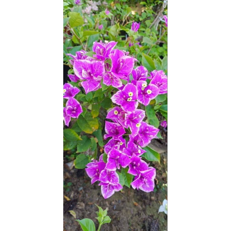 Stek Batang Bougenville Import Buttercup