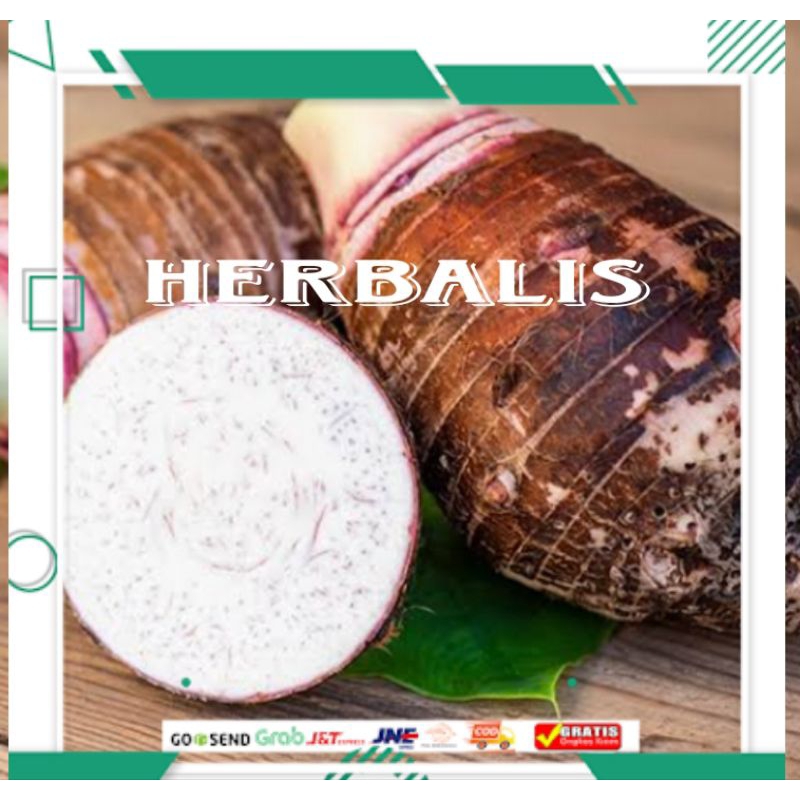 

Umbi tallas pullen 1kg murah