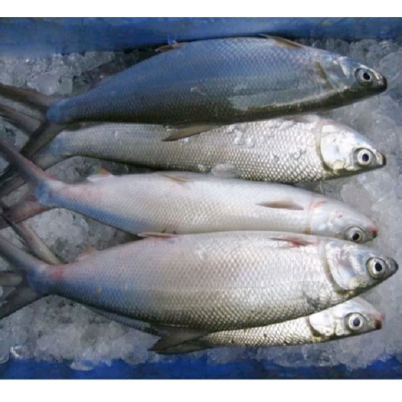 

Ikan Bandeng Segar 500 gr