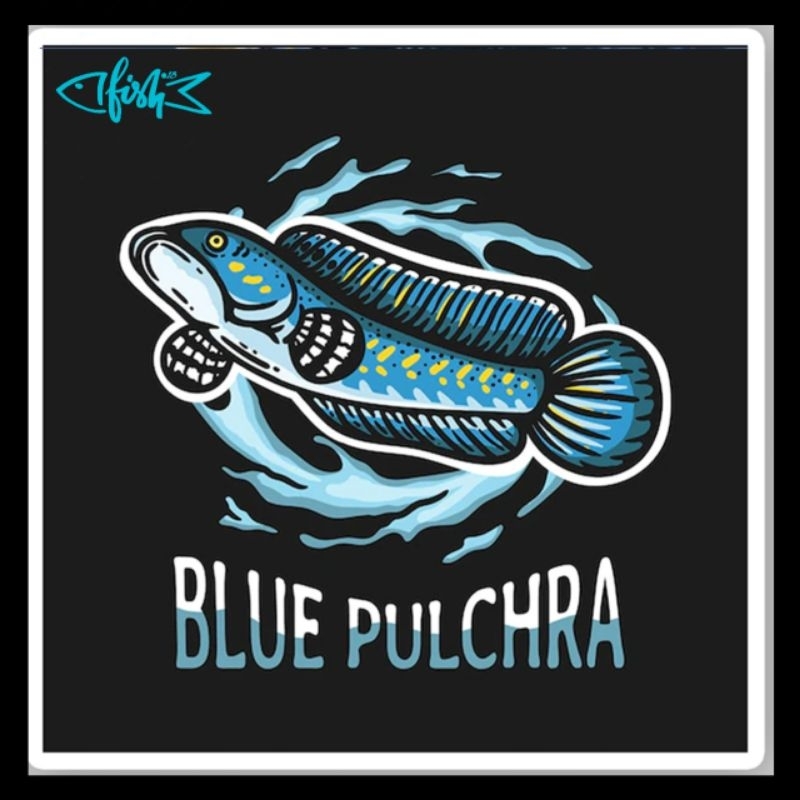 

Stiker Blue Fulchra singgle tank *iwak
