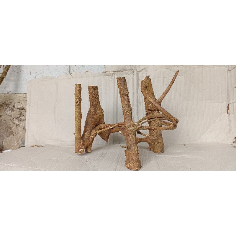 Akar mimang unik asli alam