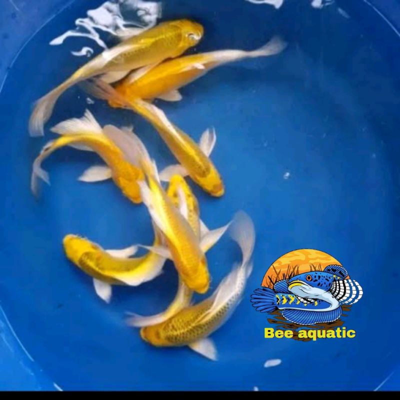 Perlengkapan aquarium ogon slayer 11-14 slayer hiasan akuarium