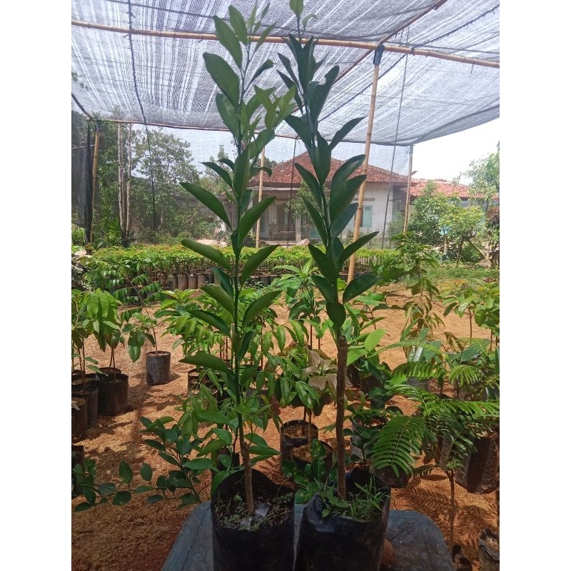 

jeruk shogun atau BW